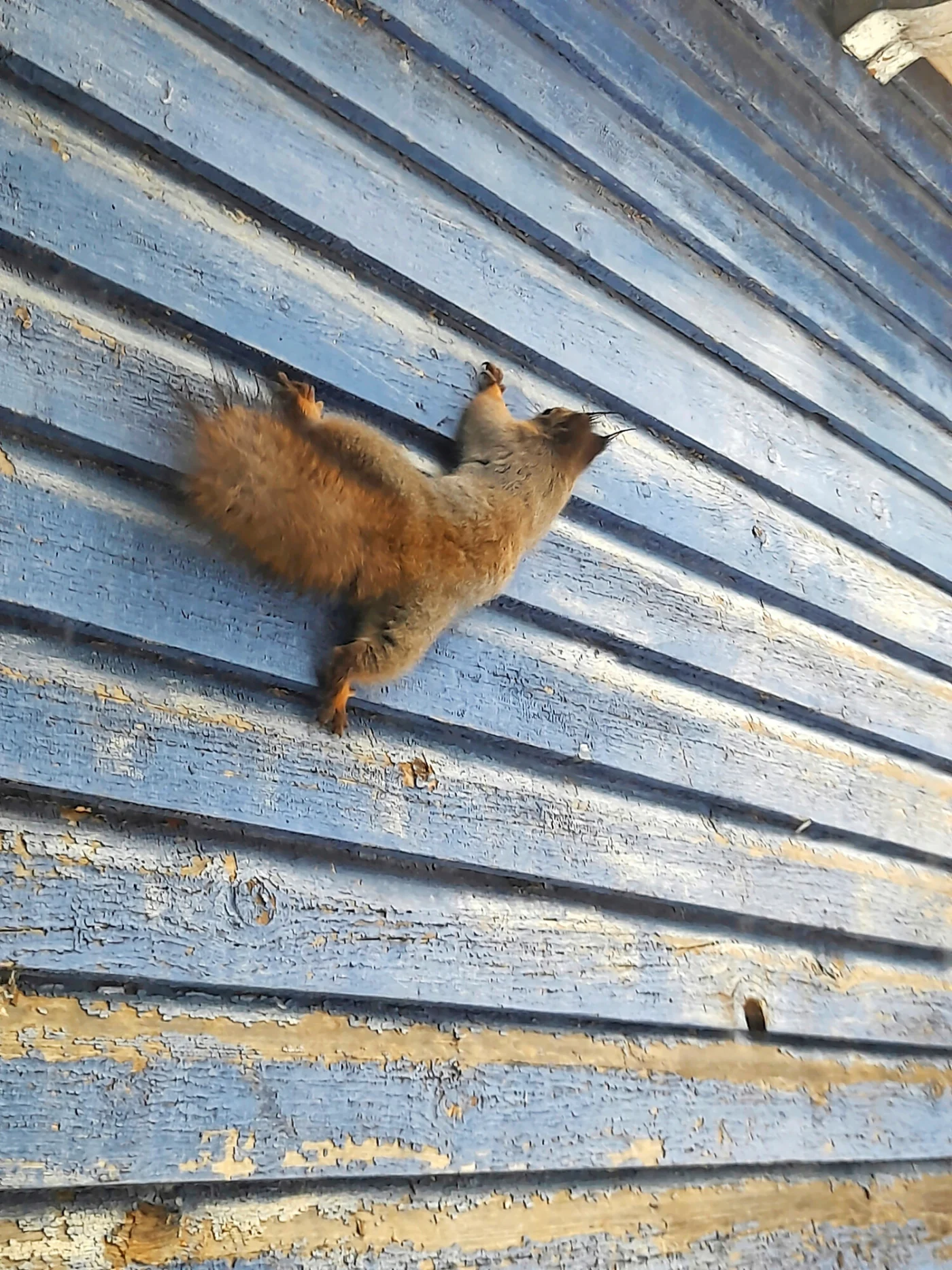 Orava on aktiivinen koko vuoden. Se etsii pesäänsä pehmeitä materiaaleja kaikkialta. Orava kiipeää jopa ulkoseinää myöten ja livahtaa vintille seinän ja katon taitekohdasta, jossa on tuuletusrako.